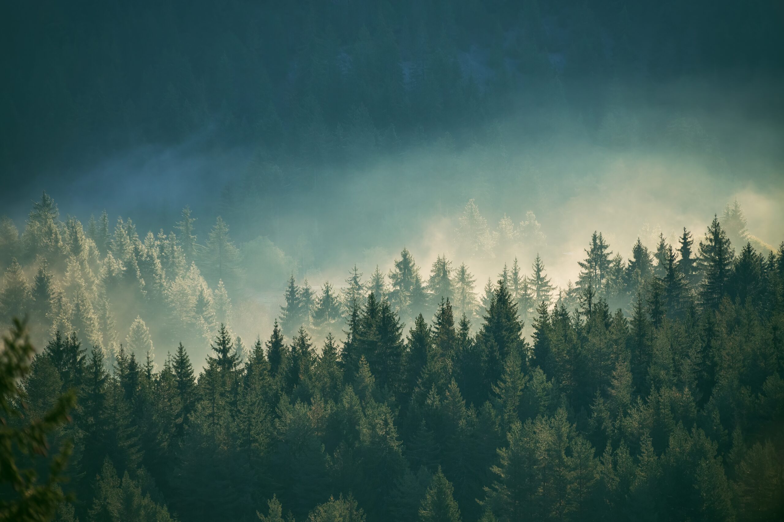 Misty,Pine,Forest,On,The,Mountain,Slope,In,A,Nature